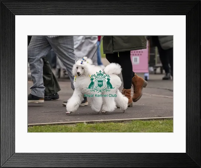 Framed Print : D-C-D-0-1-9-0 Crufts 2024 NEC Birmingham Day 1