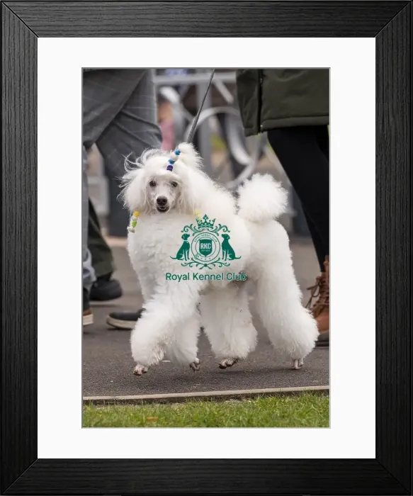 Framed Print : D-C-D-0-1-9-0 Crufts 2024 NEC Birmingham Day 1