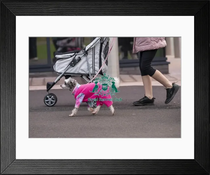 Framed Print : D-C-D-0-1-9-0 Crufts 2024 NEC Birmingham Day 1 Framed Print : D-C-D-0-1-9-0 Crufts 2024 NEC Birmingham Day 1