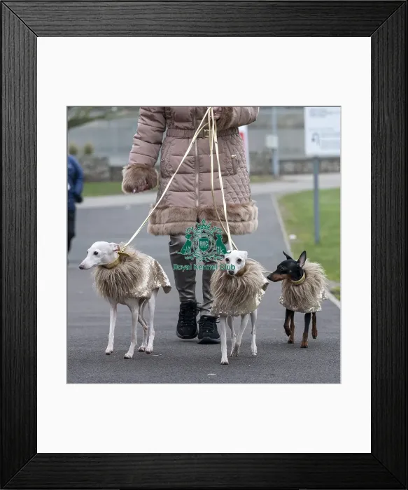 Framed Print : D-C-D-0-1-9-0 Crufts 2024 NEC Birmingham Day 1