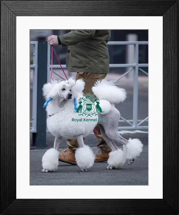 Framed Print : D-C-D-0-1-9-0 Crufts 2024 NEC Birmingham Day 1 Framed Print : D-C-D-0-1-9-0 Crufts 2024 NEC Birmingham Day 1