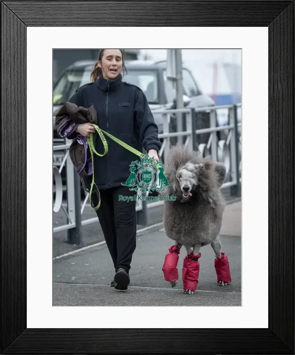 Framed Print : D-C-D-0-1-9-0 Crufts 2024 NEC Birmingham Day 1