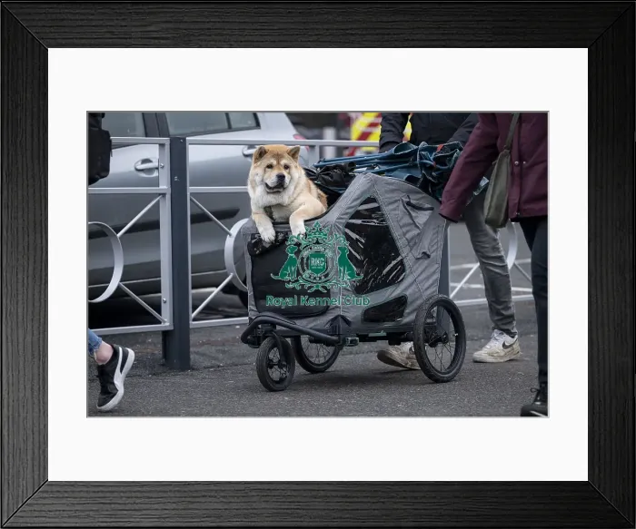 Framed Print : D-C-D-0-1-9-0 Crufts 2024 NEC Birmingham Day 1 Framed Print : D-C-D-0-1-9-0 Crufts 2024 NEC Birmingham Day 1