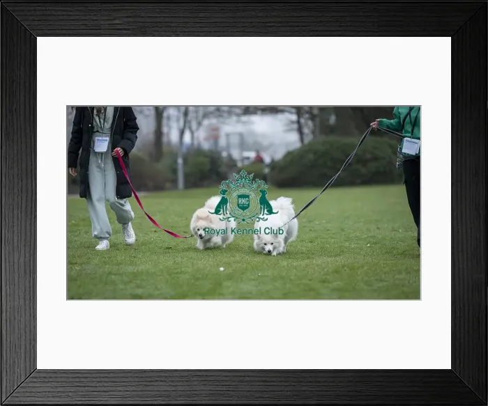 Framed Print : D-C-D-0-1-9-0 Crufts 2024 NEC Birmingham Day 1 Framed Print : D-C-D-0-1-9-0 Crufts 2024 NEC Birmingham Day 1