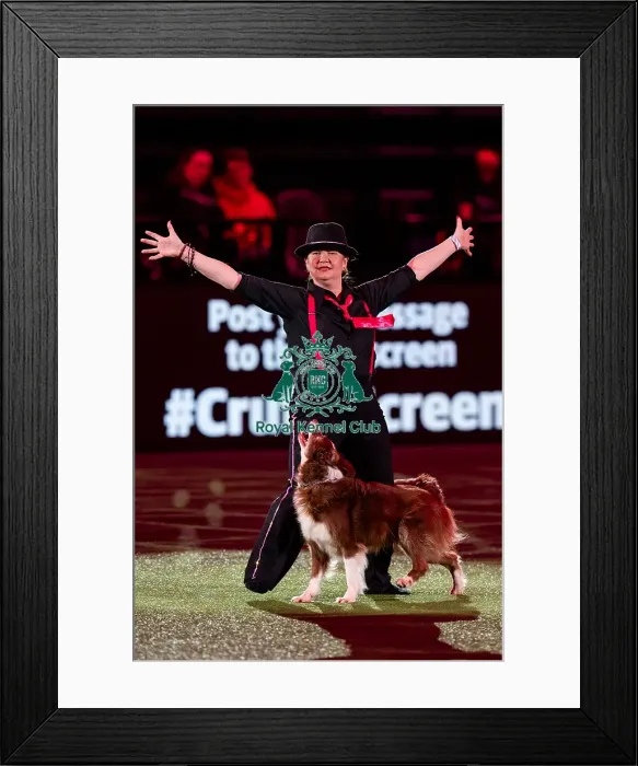 Framed Print : D-C-D-0-1-9-0 Crufts 2024 NEC Birmingham Day 1 Framed Print : D-C-D-0-1-9-0 Crufts 2024 NEC Birmingham Day 1