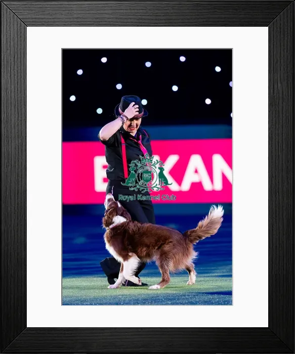 Framed Print : D-C-D-0-1-9-0 Crufts 2024 NEC Birmingham Day 1 Framed Print : D-C-D-0-1-9-0 Crufts 2024 NEC Birmingham Day 1