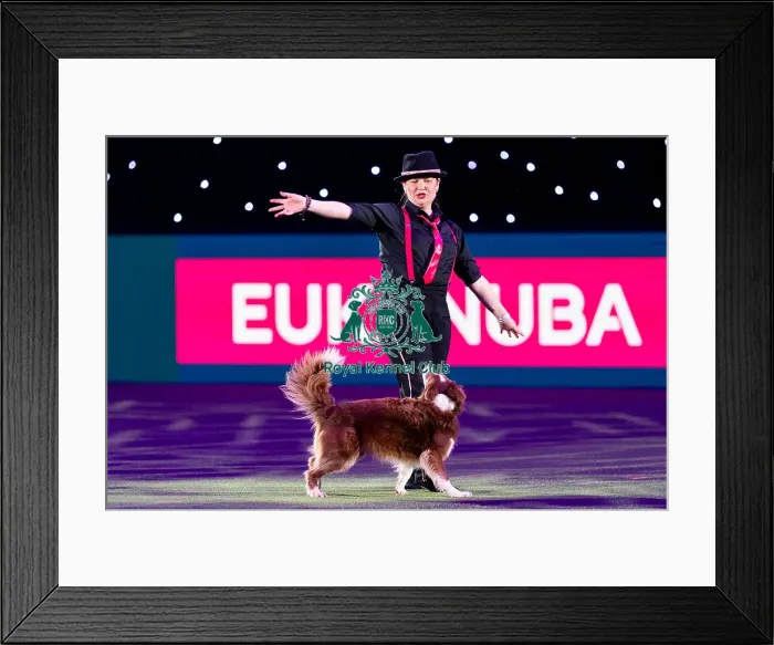 Framed Print : D-C-D-0-1-9-0 Crufts 2024 NEC Birmingham Day 1 Framed Print : D-C-D-0-1-9-0 Crufts 2024 NEC Birmingham Day 1
