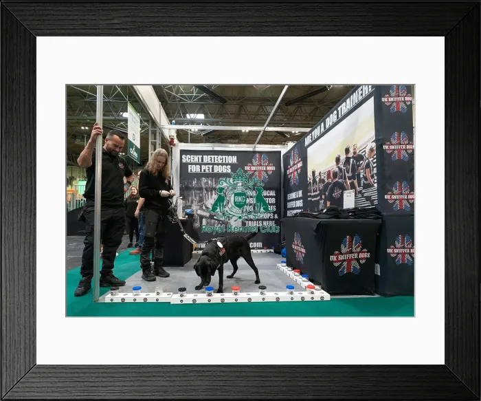 Framed Print : D-C-D-0-1-9-0 Crufts 2024 NEC Birmingham Day 1 Framed Print : D-C-D-0-1-9-0 Crufts 2024 NEC Birmingham Day 1