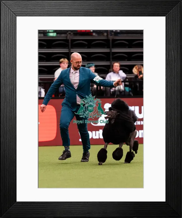 Framed Print : D-C-D-0-1-9-0 Crufts 2024 NEC Birmingham Day 1 Framed Print : D-C-D-0-1-9-0 Crufts 2024 NEC Birmingham Day 1