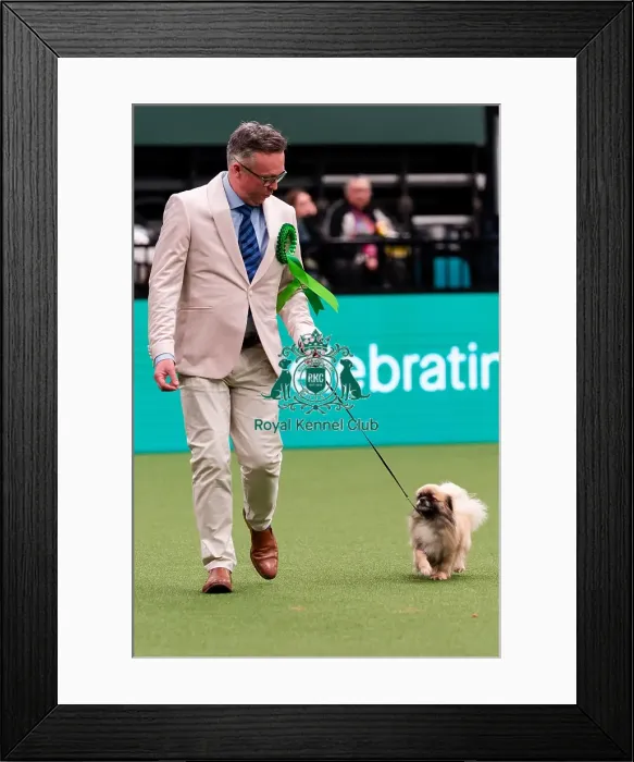 Framed Print : D-C-D-0-1-9-0 Crufts 2024 NEC Birmingham Day 1 Framed Print : D-C-D-0-1-9-0 Crufts 2024 NEC Birmingham Day 1