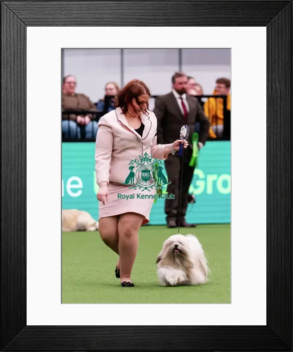 Framed Print : D-C-D-0-1-9-0 Crufts 2024 NEC Birmingham Day 1 Framed Print : D-C-D-0-1-9-0 Crufts 2024 NEC Birmingham Day 1