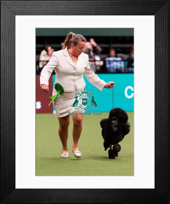Framed Print : D-C-D-0-1-9-0 Crufts 2024 NEC Birmingham Day 1 Framed Print : D-C-D-0-1-9-0 Crufts 2024 NEC Birmingham Day 1