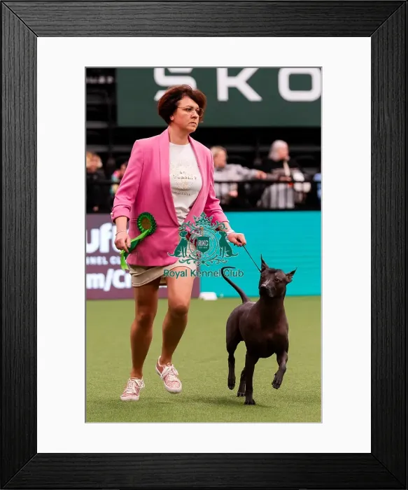 Framed Print : D-C-D-0-1-9-0 Crufts 2024 NEC Birmingham Day 1 Framed Print : D-C-D-0-1-9-0 Crufts 2024 NEC Birmingham Day 1