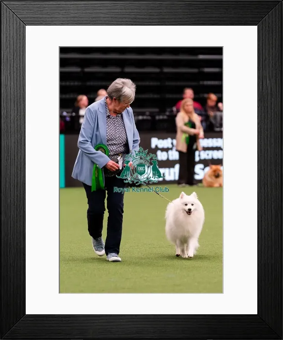 Framed Print : D-C-D-0-1-9-0 Crufts 2024 NEC Birmingham Day 1 Framed Print : D-C-D-0-1-9-0 Crufts 2024 NEC Birmingham Day 1