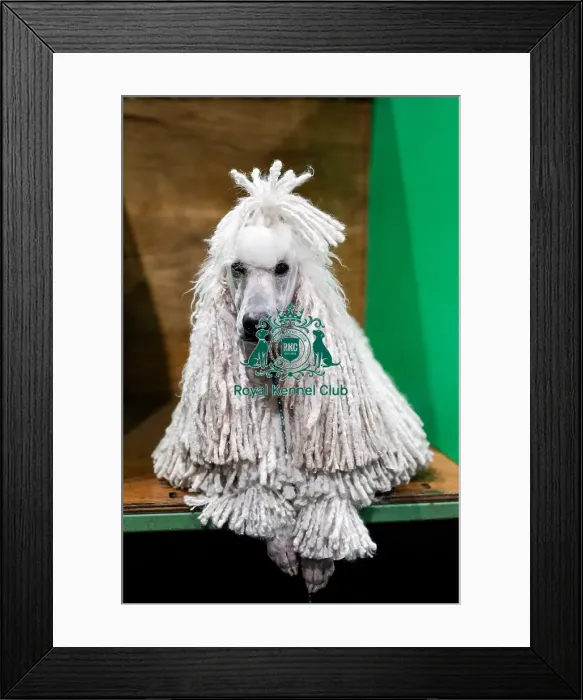 Framed Print : D-C-D-0-1-9-0 Crufts 2024 NEC Birmingham Day 1 Framed Print : D-C-D-0-1-9-0 Crufts 2024 NEC Birmingham Day 1