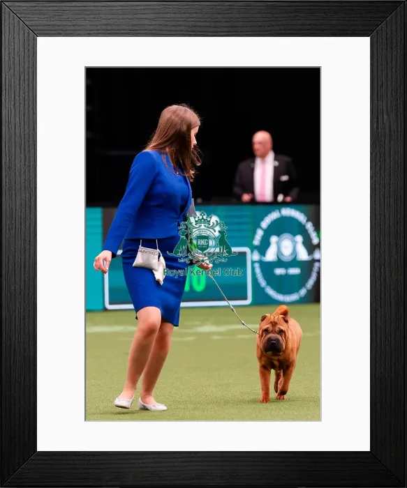 Framed Print : D-C-D-0-1-9-0 Crufts 2024 NEC Birmingham Day 1 Framed Print : D-C-D-0-1-9-0 Crufts 2024 NEC Birmingham Day 1