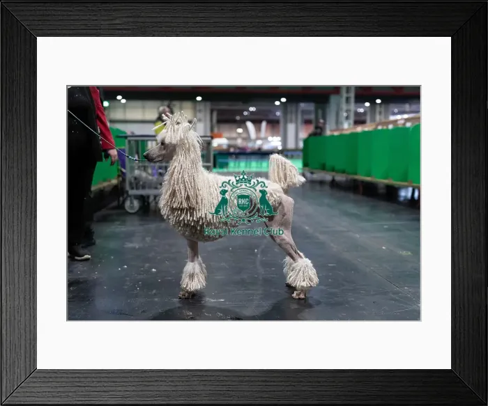 Framed Print : D-C-D-0-1-9-0 Crufts 2024 NEC Birmingham Day 1 Framed Print : D-C-D-0-1-9-0 Crufts 2024 NEC Birmingham Day 1