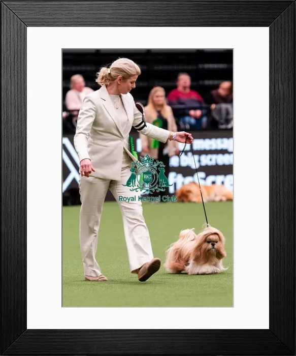 Framed Print : D-C-D-0-1-9-0 Crufts 2024 NEC Birmingham Day 1 Framed Print : D-C-D-0-1-9-0 Crufts 2024 NEC Birmingham Day 1