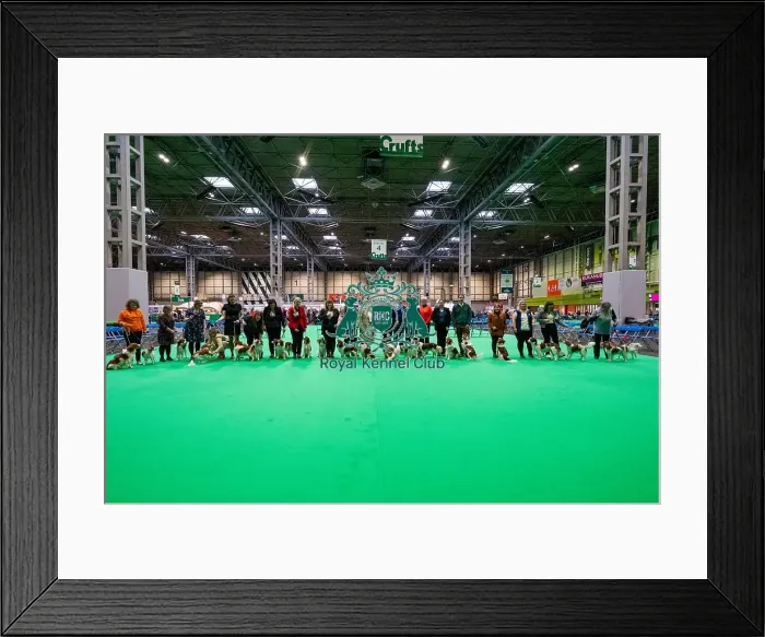 Framed Print : D-C-D-0-1-9-0 Crufts 2024 NEC Birmingham Utility Framed Print : D-C-D-0-1-9-0 Crufts 2024 NEC Birmingham Utility