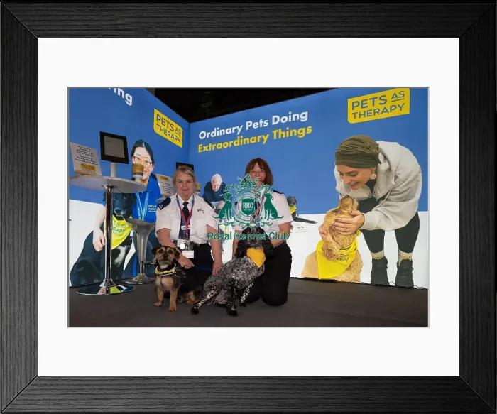Framed Print : D-C-D-0-1-9-0 Crufts 2024 NEC Birmingham Day 1 Framed Print : D-C-D-0-1-9-0 Crufts 2024 NEC Birmingham Day 1