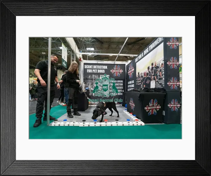 Framed Print : D-C-D-0-1-9-0 Crufts 2024 NEC Birmingham Day 1 Framed Print : D-C-D-0-1-9-0 Crufts 2024 NEC Birmingham Day 1