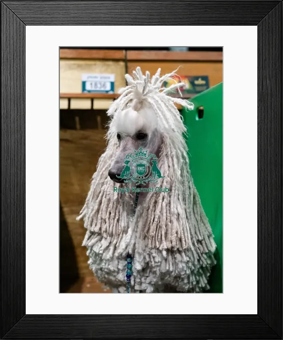 Framed Print : D-C-D-0-1-9-0 Crufts 2024 NEC Birmingham Day 1 Framed Print : D-C-D-0-1-9-0 Crufts 2024 NEC Birmingham Day 1