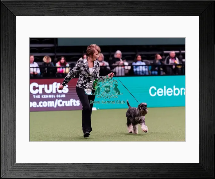 Framed Print : D-C-D-0-1-9-0 Crufts 2024 NEC Birmingham Day 1 Framed Print : D-C-D-0-1-9-0 Crufts 2024 NEC Birmingham Day 1