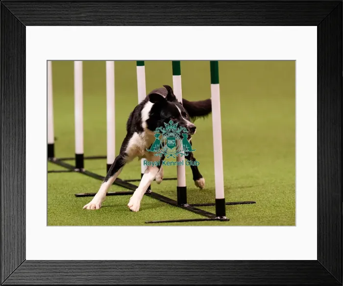 Framed Print : D-C-D-0-1-9-0 Crufts 2024 NEC Birmingham Day 1 Framed Print : D-C-D-0-1-9-0 Crufts 2024 NEC Birmingham Day 1