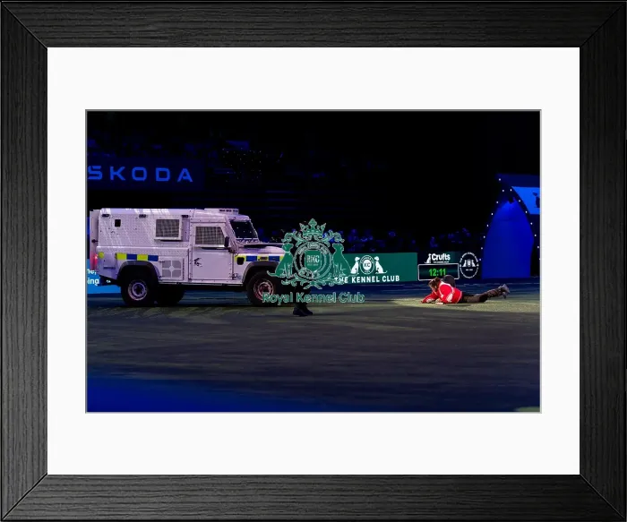 Framed Print : D-C-D-0-1-9-0 Crufts 2024 NEC Birmingham Day 1 Framed Print : D-C-D-0-1-9-0 Crufts 2024 NEC Birmingham Day 1