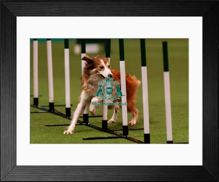 Framed Print : D-C-D-0-1-9-0 Crufts 2024 NEC Birmingham Day 1 Framed Print : D-C-D-0-1-9-0 Crufts 2024 NEC Birmingham Day 1