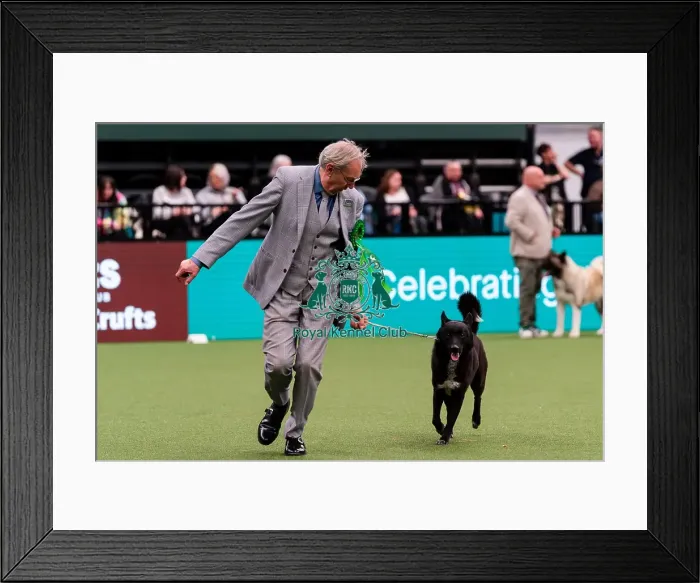Framed Print : D-C-D-0-1-9-0 Crufts 2024 NEC Birmingham Day 1 Framed Print : D-C-D-0-1-9-0 Crufts 2024 NEC Birmingham Day 1