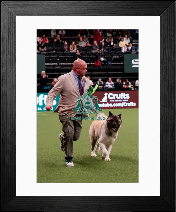 Framed Print : D-C-D-0-1-9-0 Crufts 2024 NEC Birmingham Day 1 Framed Print : D-C-D-0-1-9-0 Crufts 2024 NEC Birmingham Day 1