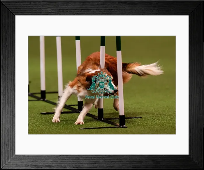 Framed Print : D-C-D-0-1-9-0 Crufts 2024 NEC Birmingham Day 1 Framed Print : D-C-D-0-1-9-0 Crufts 2024 NEC Birmingham Day 1