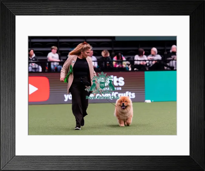 Framed Print : D-C-D-0-1-9-0 Crufts 2024 NEC Birmingham Day 1 Framed Print : D-C-D-0-1-9-0 Crufts 2024 NEC Birmingham Day 1