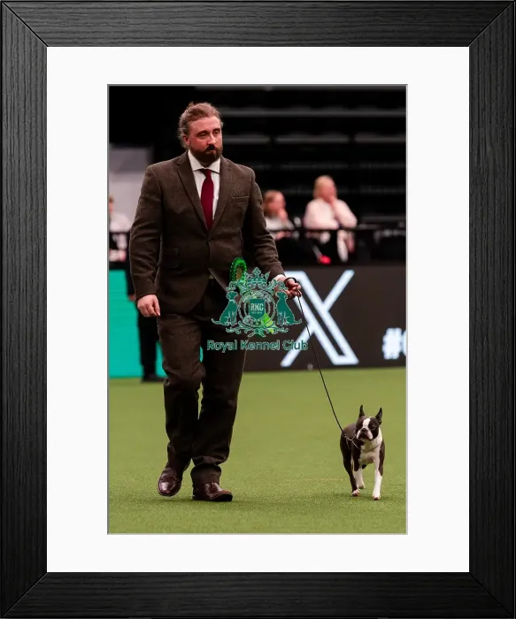 Framed Print : D-C-D-0-1-9-0 Crufts 2024 NEC Birmingham Day 1 Framed Print : D-C-D-0-1-9-0 Crufts 2024 NEC Birmingham Day 1