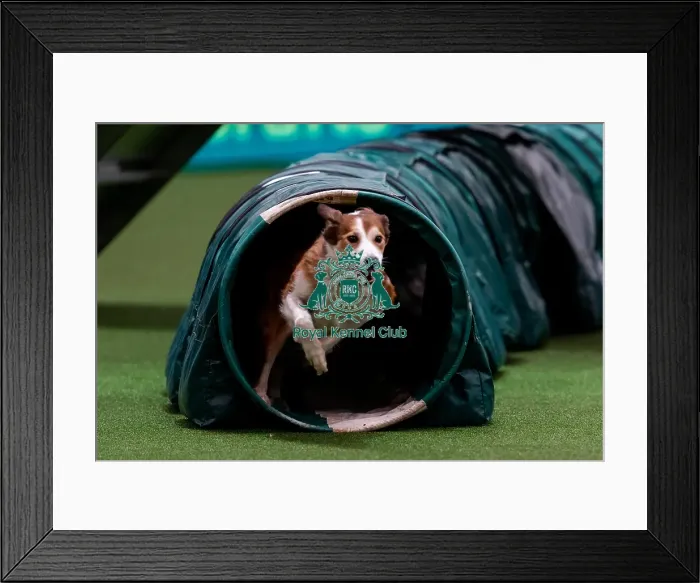 Framed Print : D-C-D-0-1-9-0 Crufts 2024 NEC Birmingham Day 1 Framed Print : D-C-D-0-1-9-0 Crufts 2024 NEC Birmingham Day 1