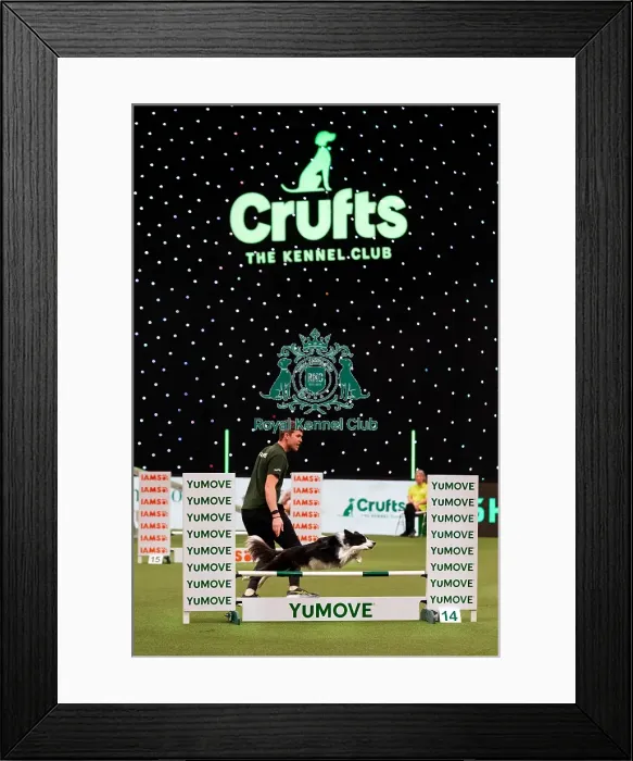 Framed Print : D-C-D-0-1-9-0 Crufts 2024 NEC Birmingham Day 1 Framed Print : D-C-D-0-1-9-0 Crufts 2024 NEC Birmingham Day 1