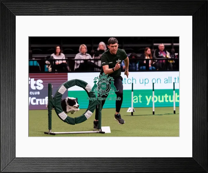 Framed Print : D-C-D-0-1-9-0 Crufts 2024 NEC Birmingham Day 1 Framed Print : D-C-D-0-1-9-0 Crufts 2024 NEC Birmingham Day 1