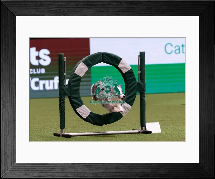 Framed Print : D-C-D-0-1-9-0 Crufts 2024 NEC Birmingham Day 1 Framed Print : D-C-D-0-1-9-0 Crufts 2024 NEC Birmingham Day 1