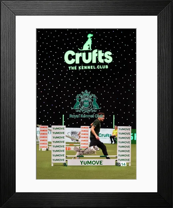 Framed Print : D-C-D-0-1-9-0 Crufts 2024 NEC Birmingham Day 1 Framed Print : D-C-D-0-1-9-0 Crufts 2024 NEC Birmingham Day 1