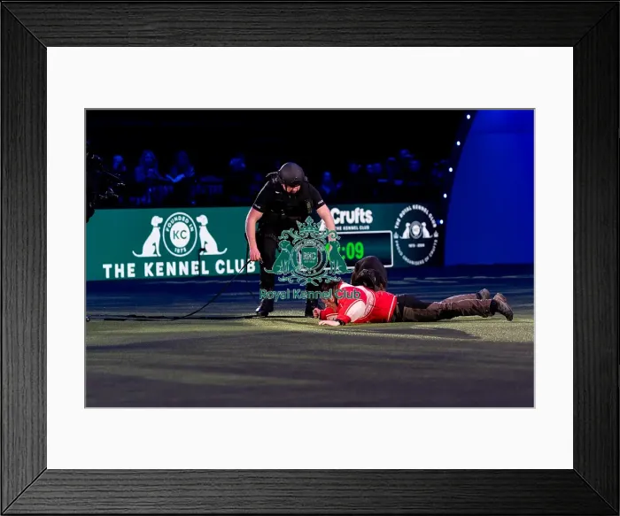 Framed Print : D-C-D-0-1-9-0 Crufts 2024 NEC Birmingham Day 1 Framed Print : D-C-D-0-1-9-0 Crufts 2024 NEC Birmingham Day 1