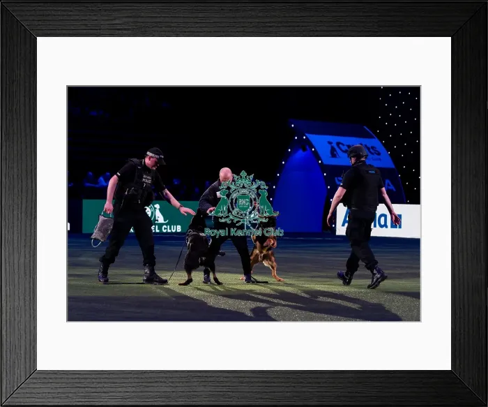Framed Print : D-C-D-0-1-9-0 Crufts 2024 NEC Birmingham Day 1 Framed Print : D-C-D-0-1-9-0 Crufts 2024 NEC Birmingham Day 1