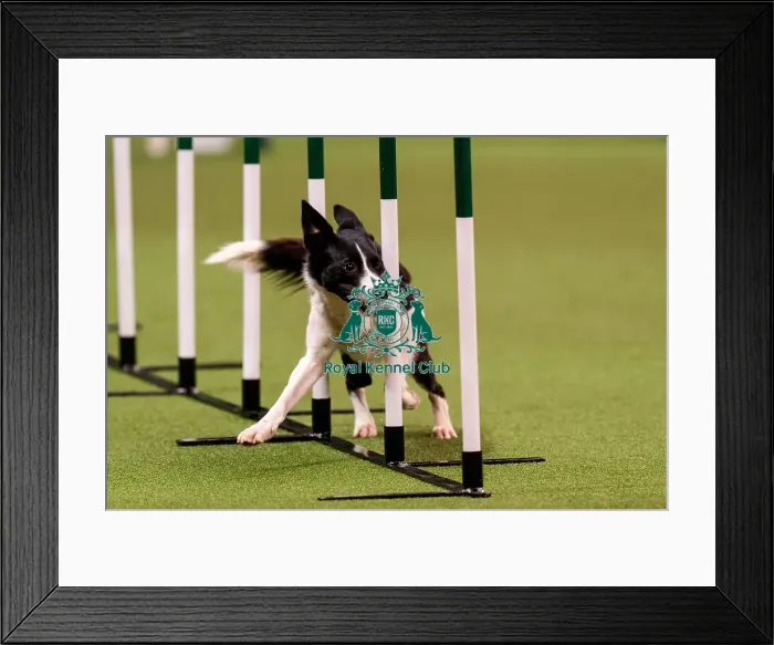 Framed Print : D-C-D-0-1-9-0 Crufts 2024 NEC Birmingham Day 1 Framed Print : D-C-D-0-1-9-0 Crufts 2024 NEC Birmingham Day 1