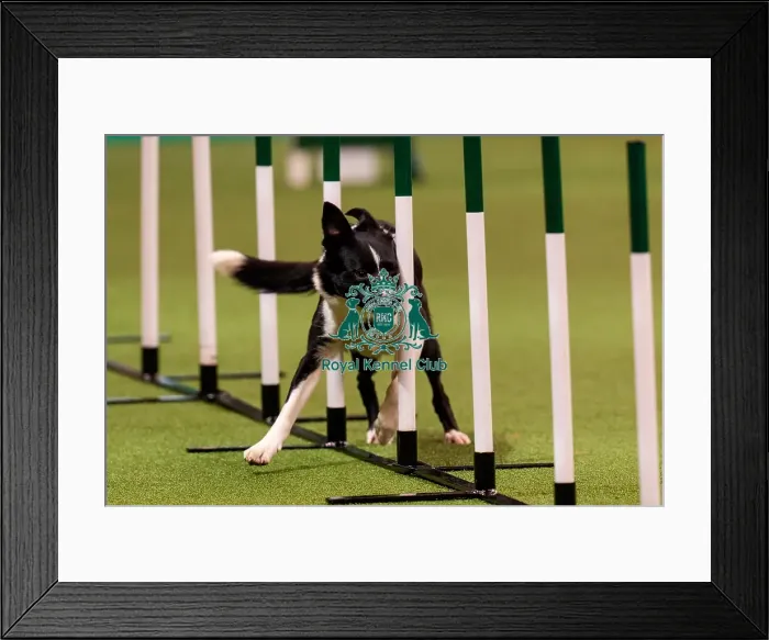 Framed Print : D-C-D-0-1-9-0 Crufts 2024 NEC Birmingham Day 1 Framed Print : D-C-D-0-1-9-0 Crufts 2024 NEC Birmingham Day 1