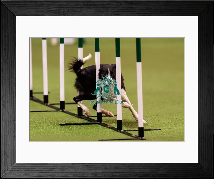 Framed Print : D-C-D-0-1-9-0 Crufts 2024 NEC Birmingham Day 1 Framed Print : D-C-D-0-1-9-0 Crufts 2024 NEC Birmingham Day 1