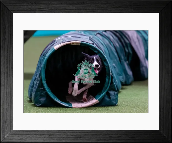 Framed Print : D-C-D-0-1-9-0 Crufts 2024 NEC Birmingham Day 1 Framed Print : D-C-D-0-1-9-0 Crufts 2024 NEC Birmingham Day 1