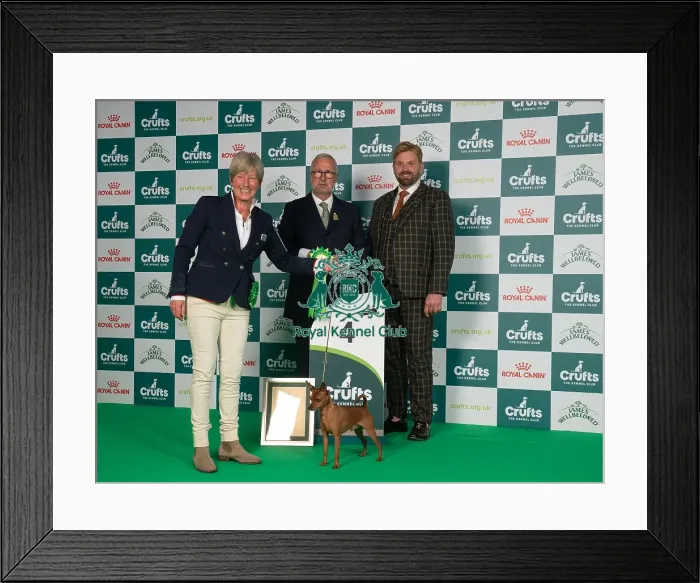 Framed Print : D-C-D-0-1-9-0 Crufts 2024 NEC Birmingham Toy Framed Print : D-C-D-0-1-9-0 Crufts 2024 NEC Birmingham Toy