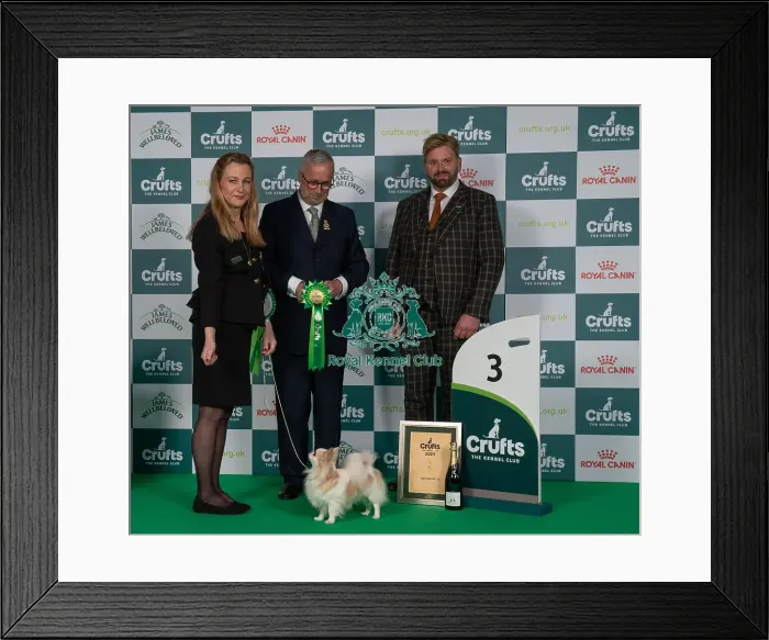 Framed Print : D-C-D-0-1-9-0 Crufts 2024 NEC Birmingham Toy Framed Print : D-C-D-0-1-9-0 Crufts 2024 NEC Birmingham Toy