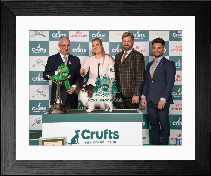 Framed Print : D-C-D-0-1-9-0 Crufts 2024 NEC Birmingham Toy Framed Print : D-C-D-0-1-9-0 Crufts 2024 NEC Birmingham Toy