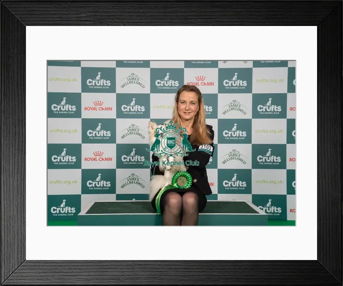 Framed Print : D-C-D-0-1-9-0 Crufts 2024 NEC Birmingham Toy Framed Print : D-C-D-0-1-9-0 Crufts 2024 NEC Birmingham Toy